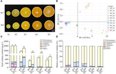 Volatile metabolomics and transcriptomics analyses provide insights into the mechanism of volatile changes during fruit development of ‘Ehime 38’ (Citrus reticulata) and its bud mutant